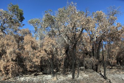 Fire-ravaged bush