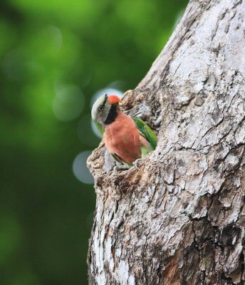 Red-breasted Parakeet, Male