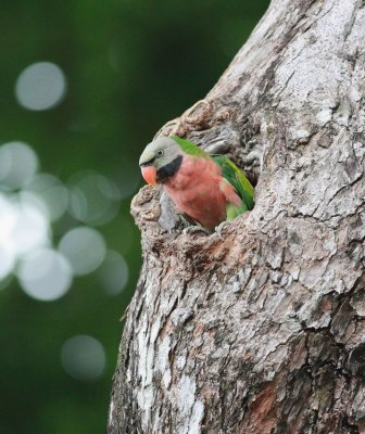 Red-breasted Parakeet, Male