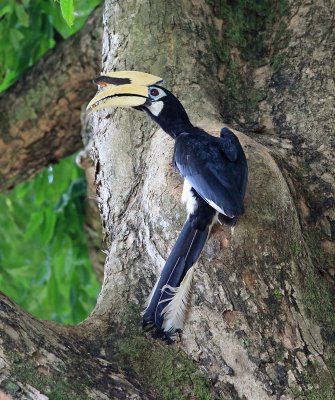 Feeding chick