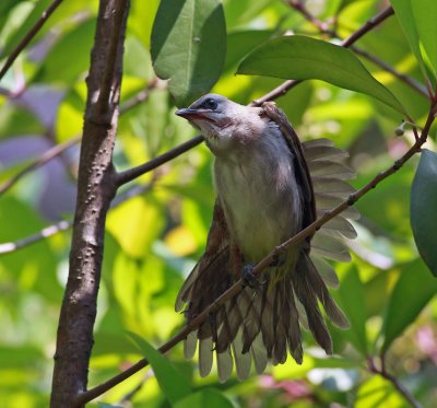 Yellow-vented Bulbul, Juvenile