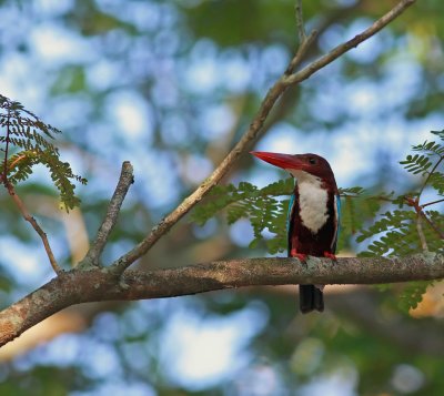 White-throated Kingfisher