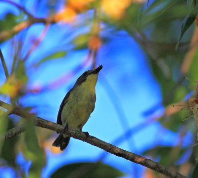 Olive-backed Sunbird, female