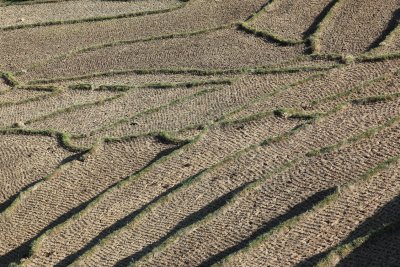 Rice paddy fields near Sopsokha village