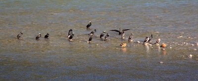 Great Cormorants and Ruddy Shelducks