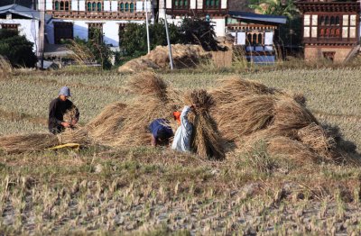 Harvest in the Tabe Rong valleyYoaka village