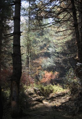 Blue pine forest walk