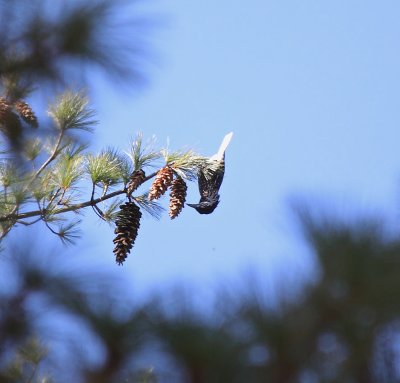 Spotted Nutcracker