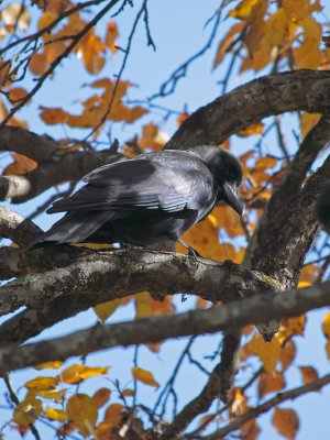 Large-billed Crow