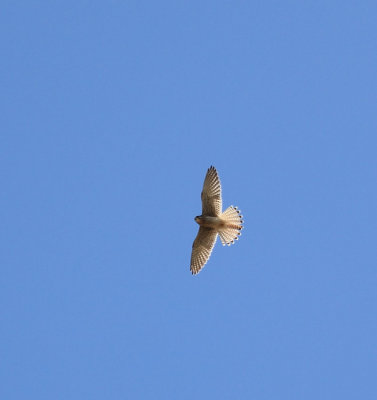 Common Kestrel