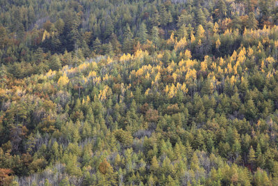 Autumn colours on the Dochu La road