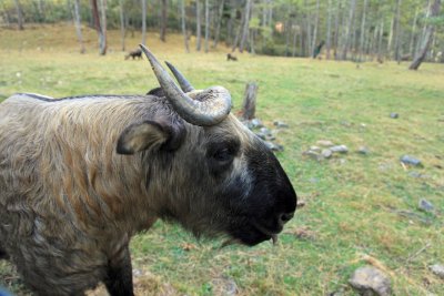 Bhutans national anmal, the Takin