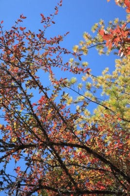 Autumn colours