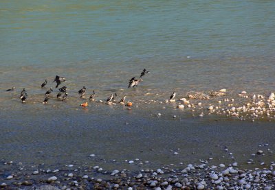 Great Cormorants (and Ruddy Shelduck)
