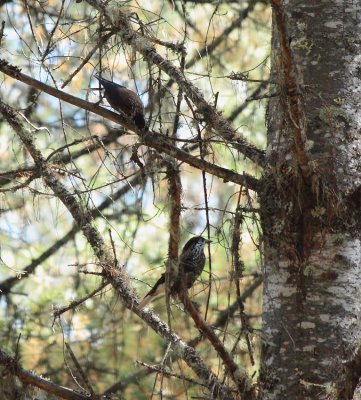 Spotted Nutcracker