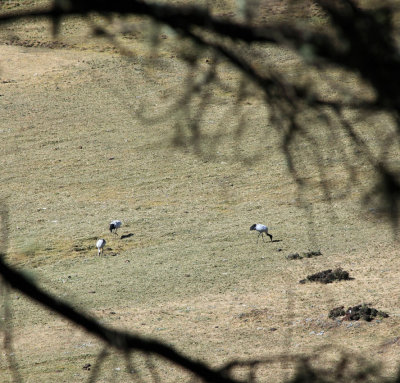 Black-necked Cranes