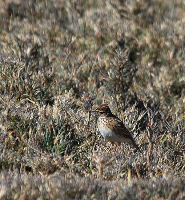 Oriental Skylark