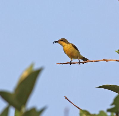 Olive-backed Sunbird Female