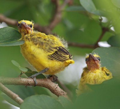 Black-naped Oriole, fledglings