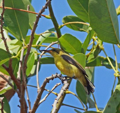Olive-backed Sunbird Female
