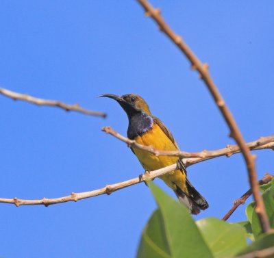 Olive-backed Sunbird Male