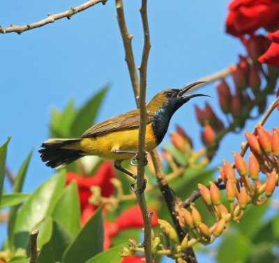 Olive-backed Sunbird Male