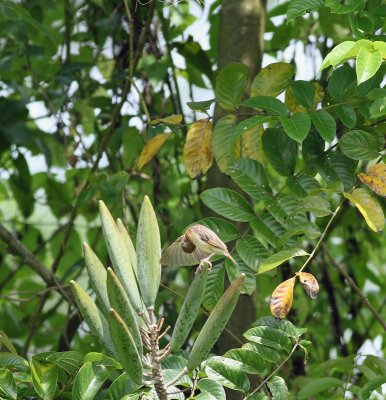 Baya Weaver