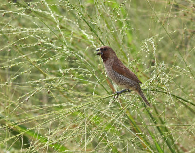 Scaly-breasted Munia