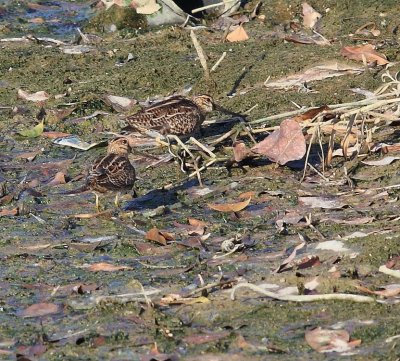 Pintail Snipe