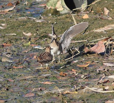 Pintail Snipe