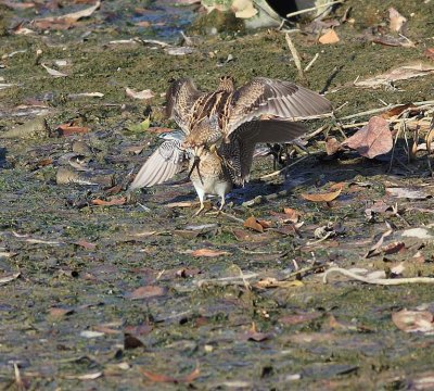 Pintail Snipe