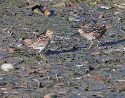 Pintail Snipe