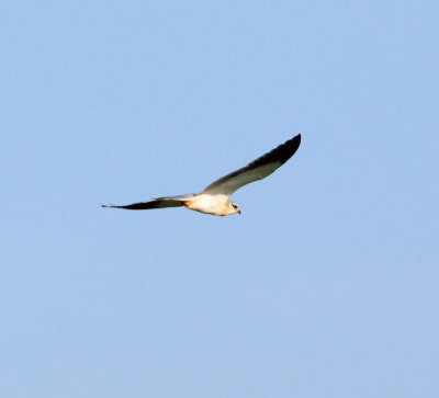 Black-winged Kite, juvenile