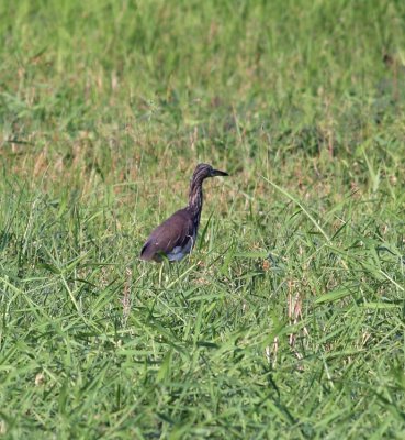 Pond Heron