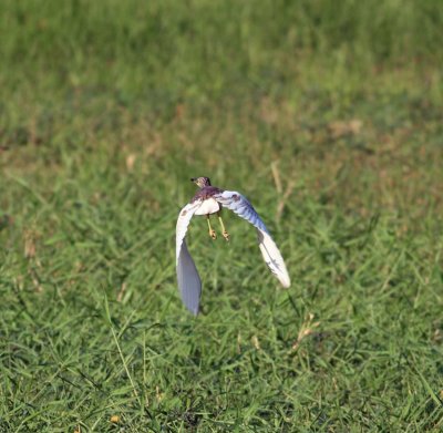 Pond Heron