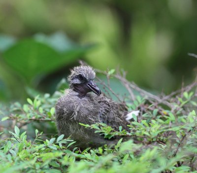 Spotted Dove fledgling