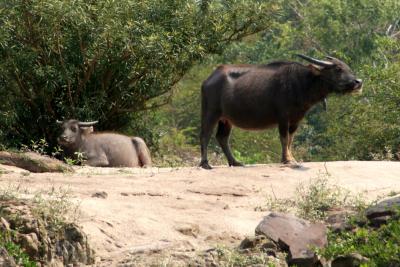 Water buffalo by the Mekong