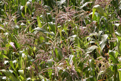 Rio Chilli Valley farm
