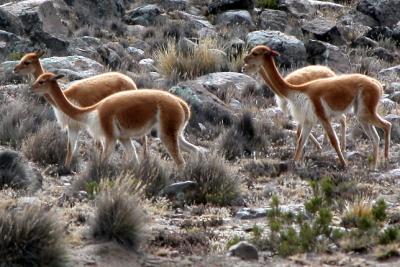 Wild vicuna