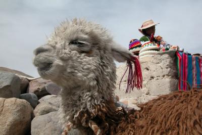 Baby llama