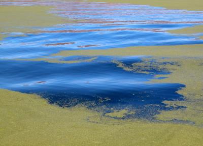 Puno Bay algae