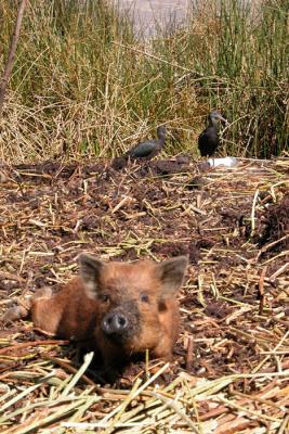 Family pig