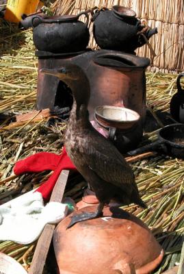Cormorant used for fishing