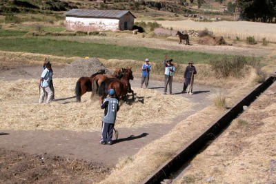 Horses chaffing wheat