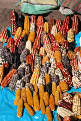 Painted corn cobs
