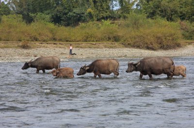 Buffalo crossing