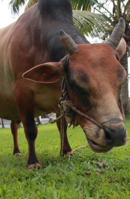 Vechur cow at Coconut Lagoon Resort