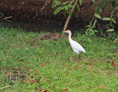 Cattle Egret at Coconut Lagoon