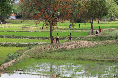 Village paddy fields