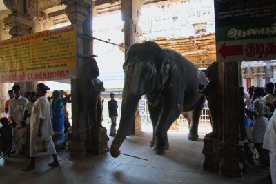 Sri Ranganathaswamy Temple elephant